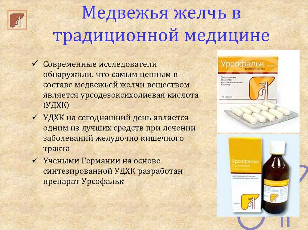 Лечебные свойства медвежьей желчи: что можно лечить этим средством и рецепты лекарств