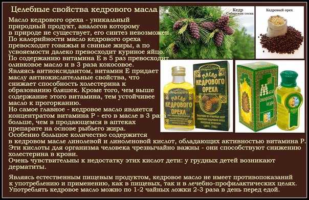 Кедровое масло: лечебные свойства и применение