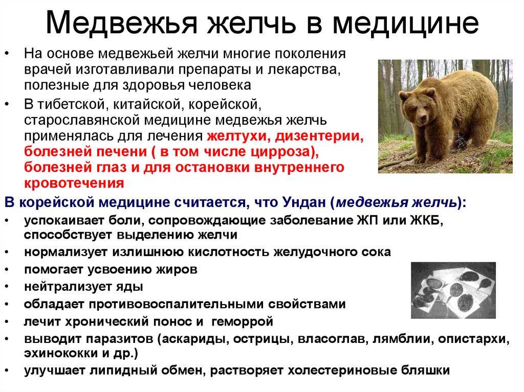 Медвежья желчь - лечебные свойства и противопоказания, как приготовить и принимать настойку