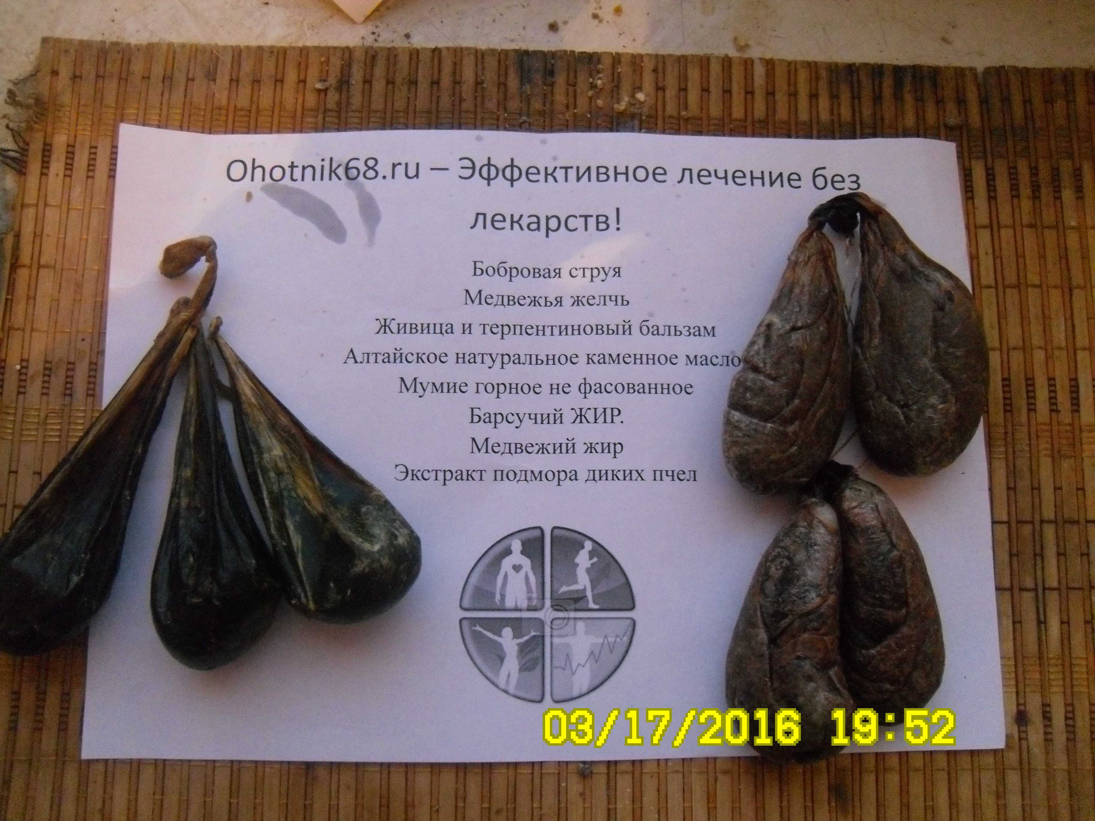 Медвежья желчь — что это и что лечит?