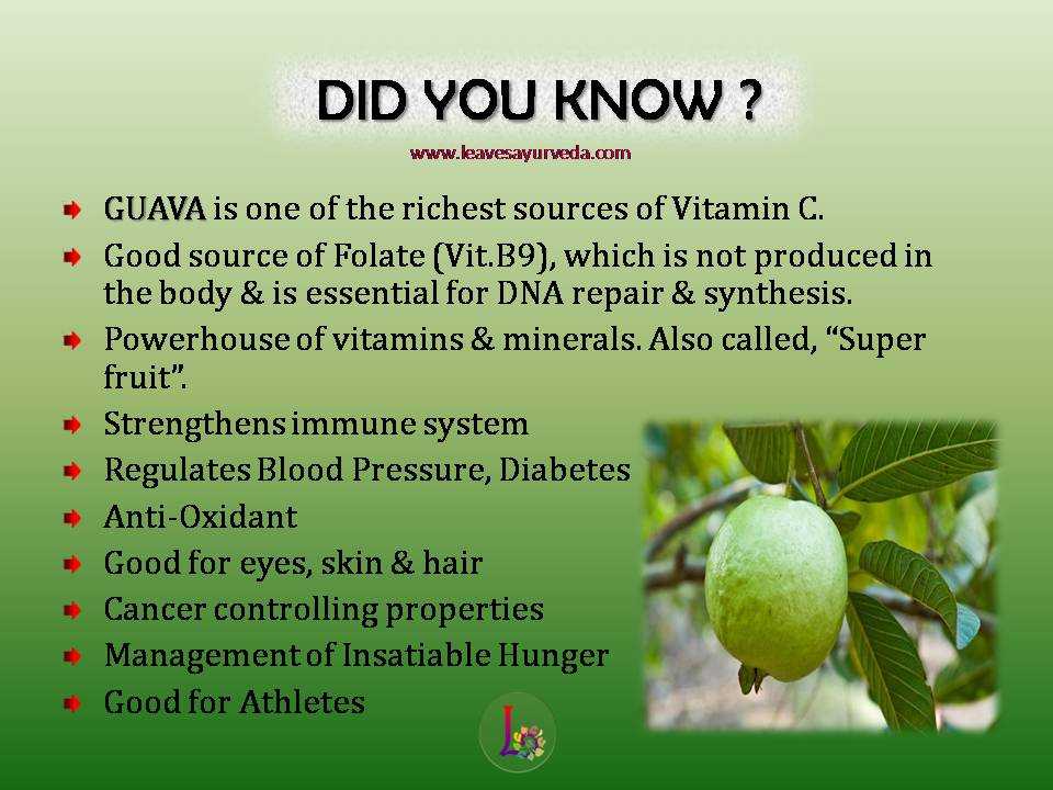 Гуава — полезные свойства и противопоказания, калорийность, состав. как правильно есть гуаву. выращивание в домашних условиях