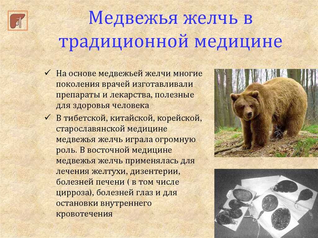 Медвежья желчь: лечебные свойства и противопоказания, применение для мужчин, женщин, детей, при беременности | народная медицина | dlja-pohudenija.ru