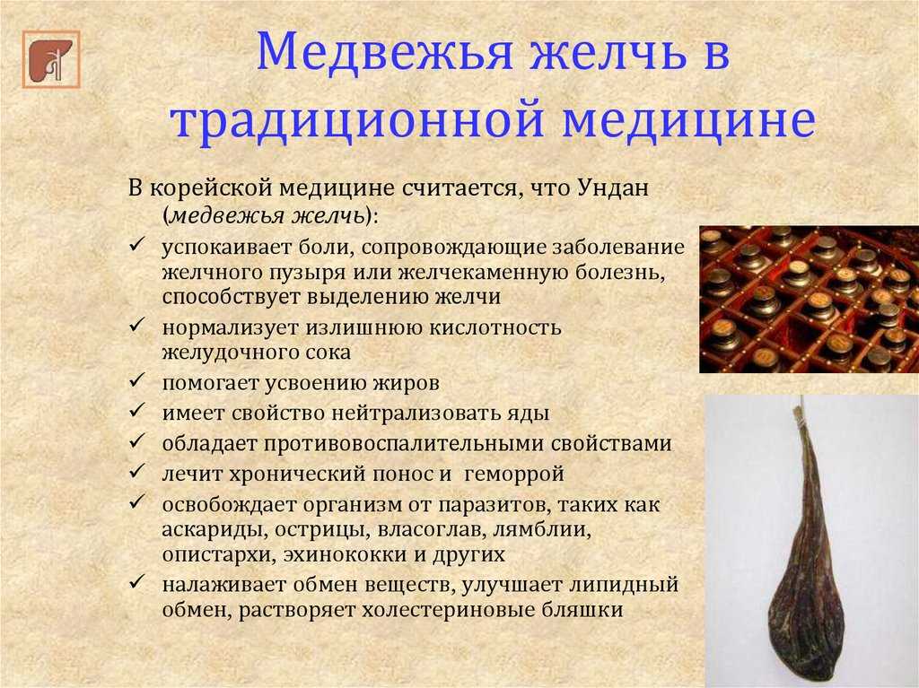 Медвежья желчь: подробный обзор, свойства, болезни, лечение