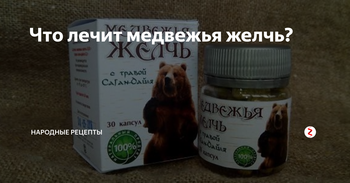 Медвежья желчь - лечебные свойства и противопоказания