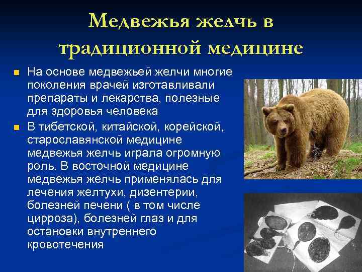 Медвежья желчь: лечебные свойства, показания, противопоказания и применение. от чего помогает медвежья желчь: мнение специалиста . милая я
