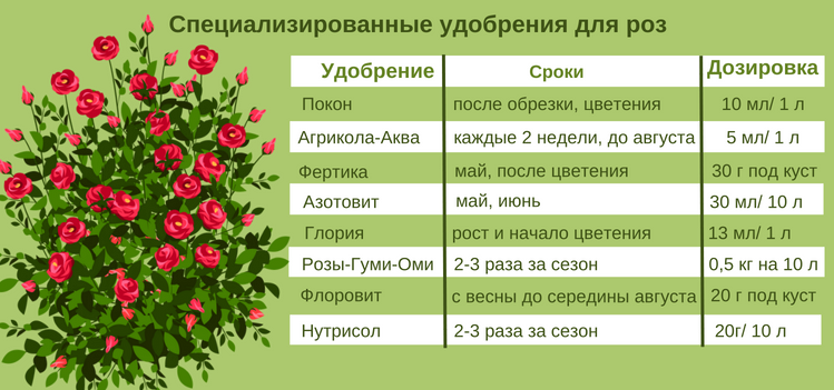 Многие начинающие цветоводы не решаются выращивать кусты роз в своем саду, так как считают, что эти цветы чересчур капризны, требуют сложного ухода