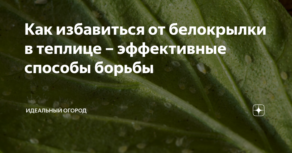 Как бороться с белокрылкой в теплице: 5 действенных способов