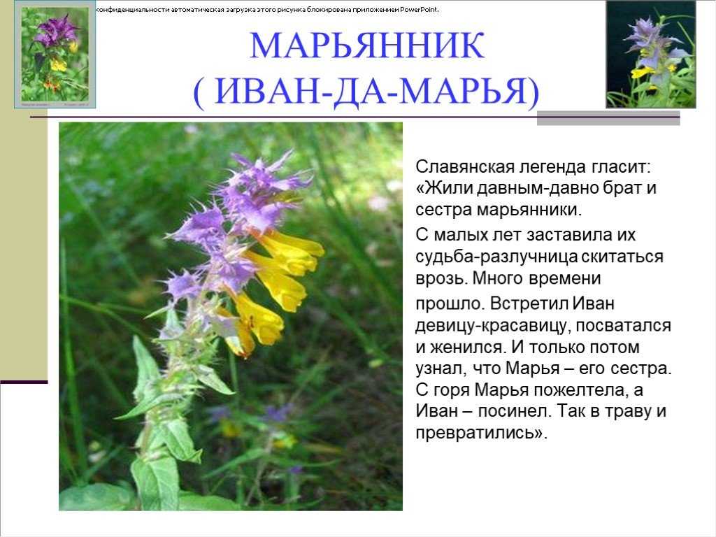 Иван-да-марья
