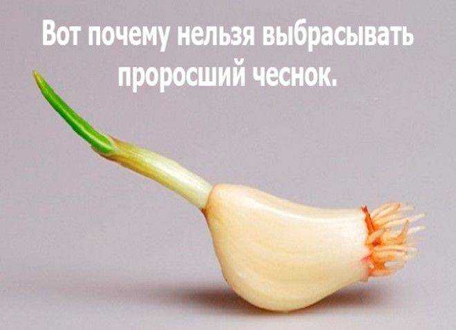7 вкуснейших блюд из проросшего чеснока, который я раньше выбрасывала