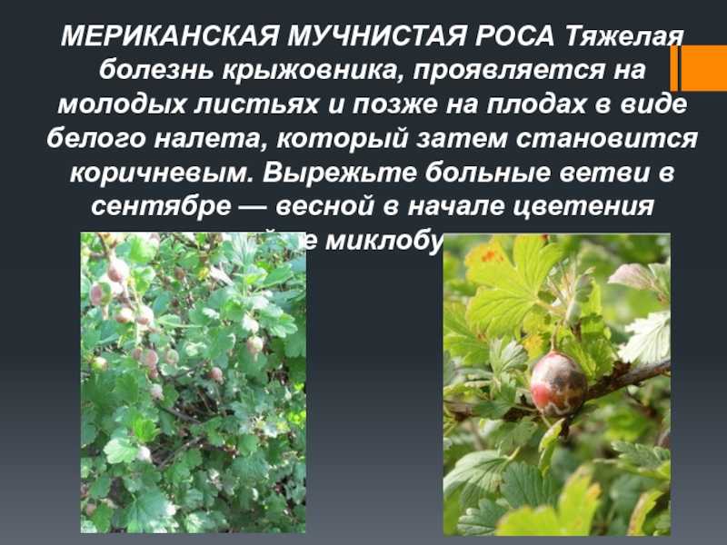 Мучнистая роса на крыжовнике и меры борьбы с ней