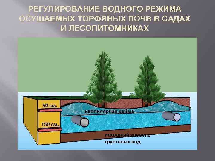 Правильно проведенное мульчирование помидор — залог хорошего урожая и экономия трудозатрат