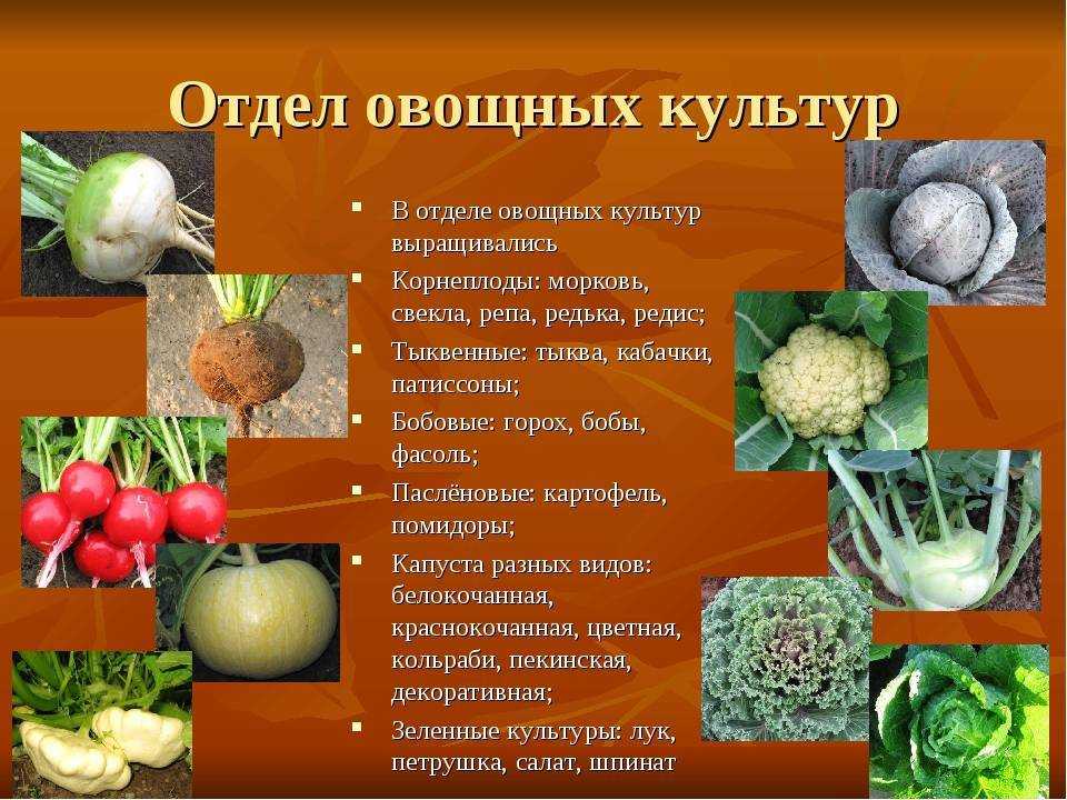 Как хранить батат: сроки и места хранения в домашних условиях