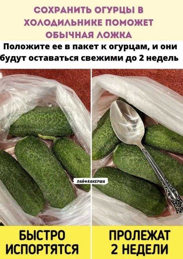 Сохраняем огурцы свежими на всю зиму в домашних условиях 5 способов
