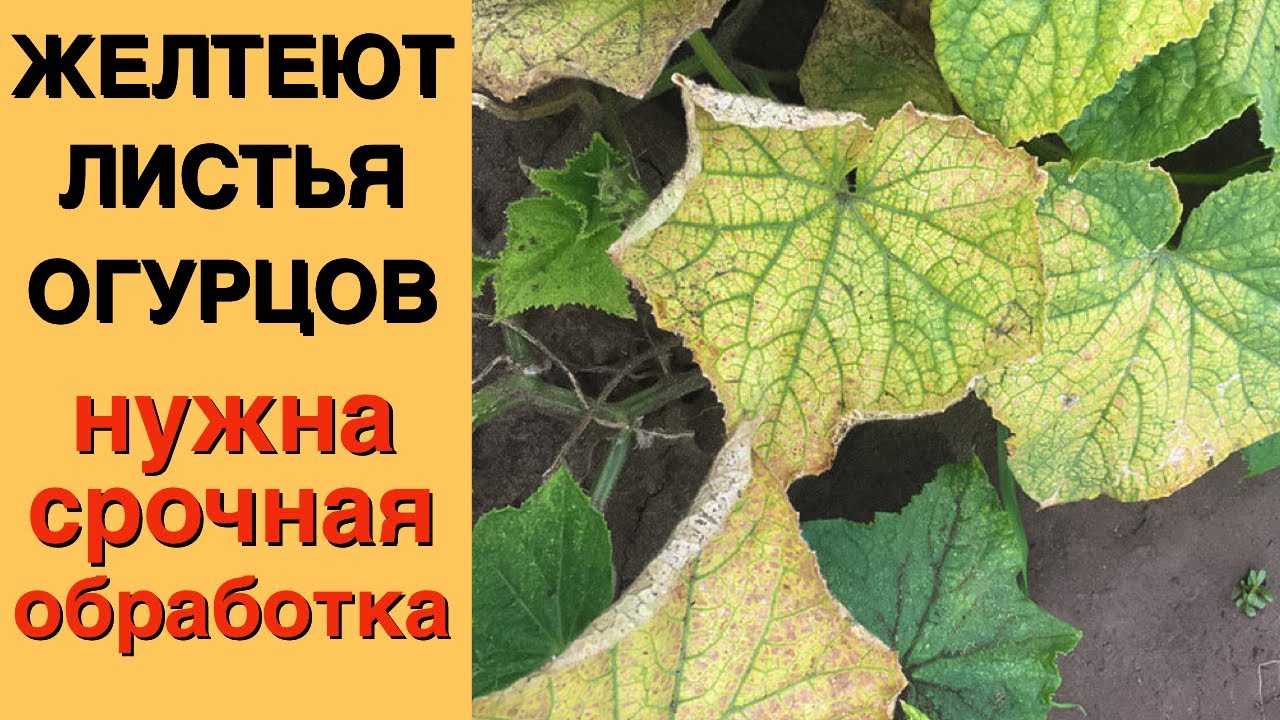 Болезни и вредители огурцов