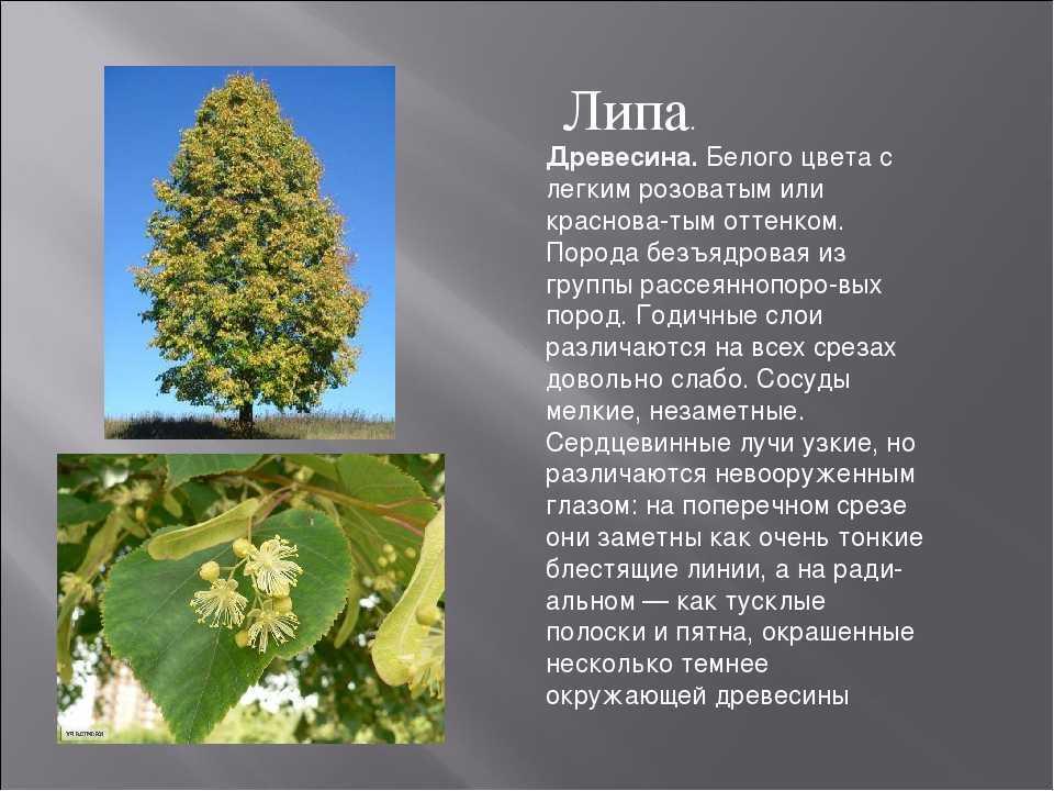 Виды липы