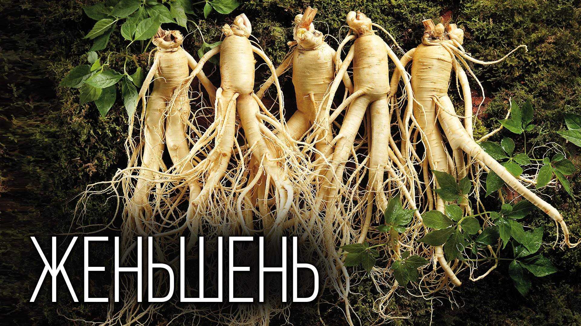 Женьшень: лечебные свойства и противопоказания, посадка и уход, фото