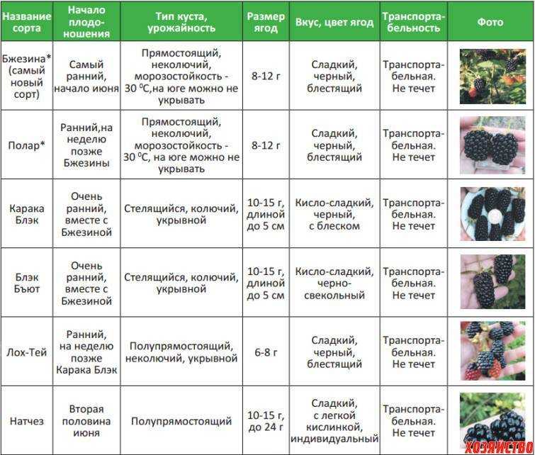 Чинара дерево фото плоды !
