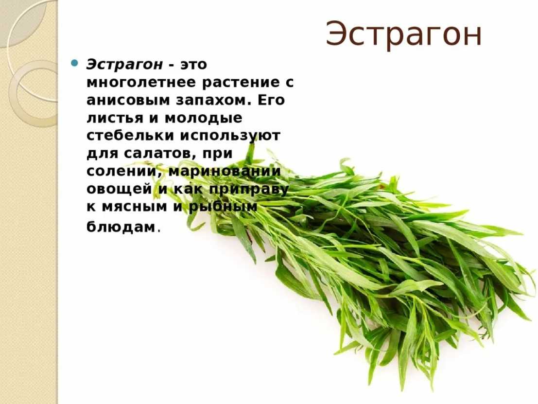 Тархун: 6 рецептов заготовок на зиму » сусеки