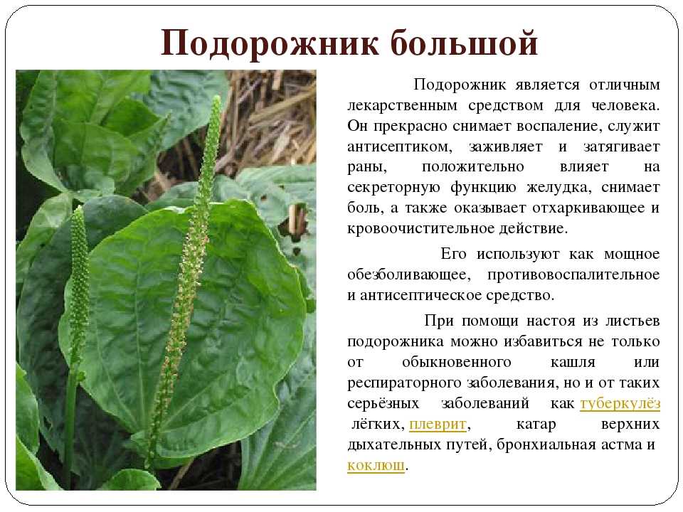 ᐉ подорожник средний - полезные свойства, описание - roza-zanoza.ru