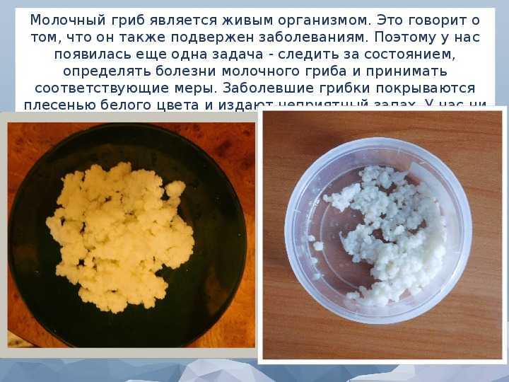 Молочный гриб: польза, рекомендации по уходу и употреблению