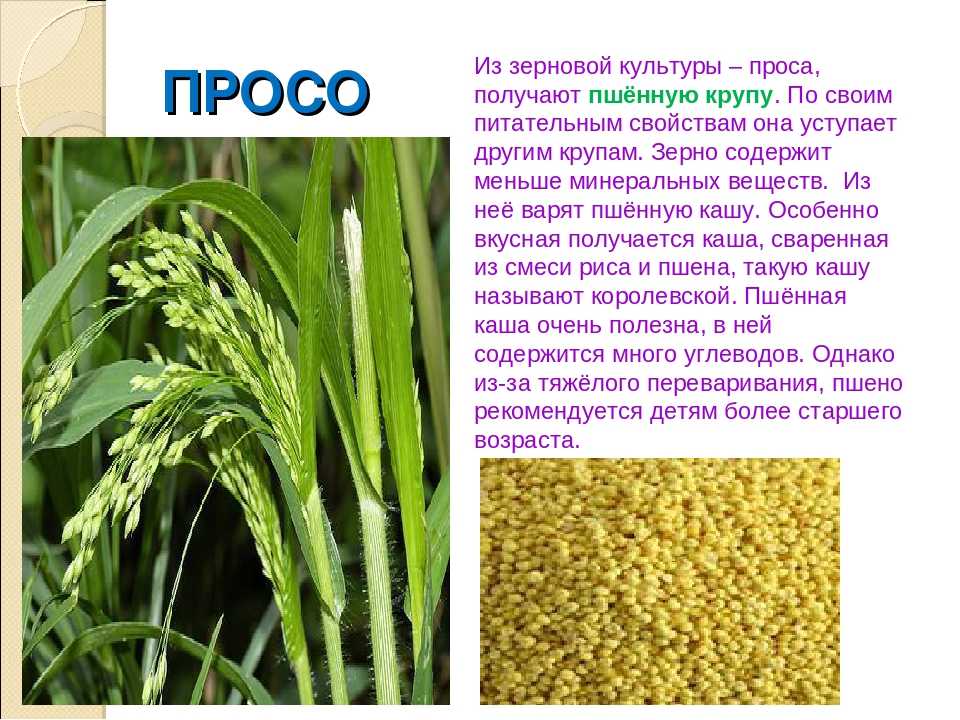 Мука сорговая: польза, вред, рецепты, изготовление