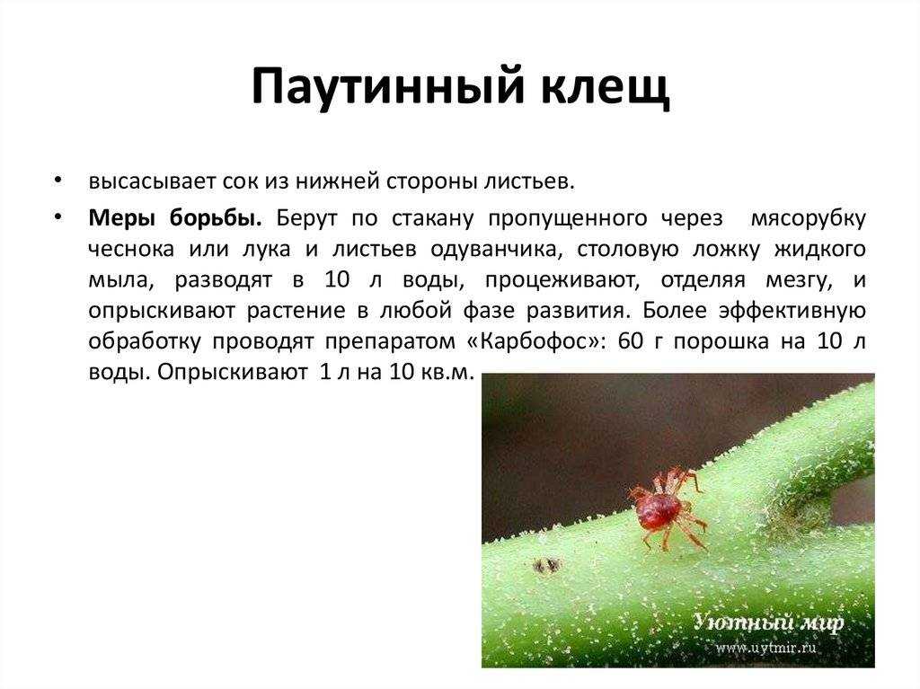 Как бороться с пенницей слюнявой на клубнике