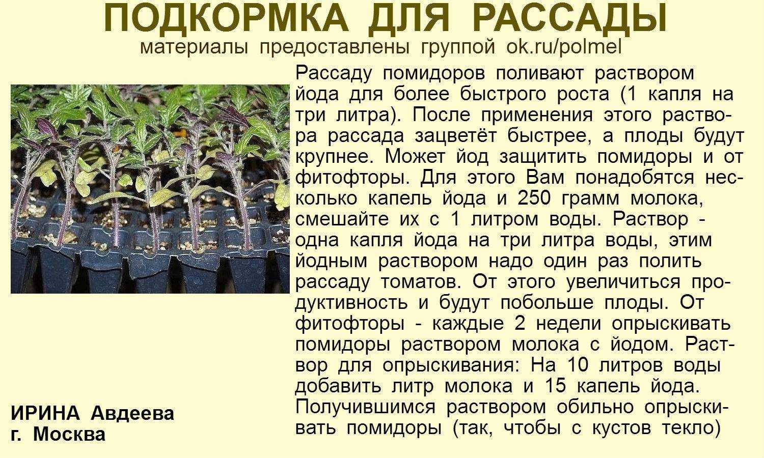 Дрожжи как удобрение для растений – как приготовить дрожжевую подкормку