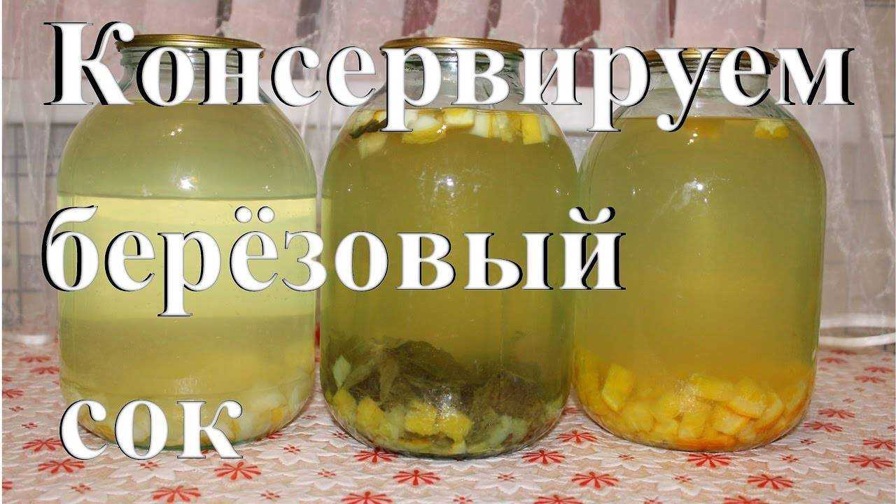 Квас из березового сока долгого хранения - как хранить в пластиковых бутылках и способы изготовления