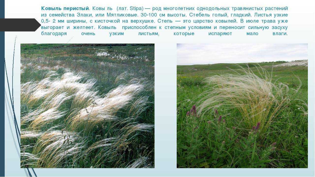 Разнообразие ковылей в степной зоне и интересные факты о них