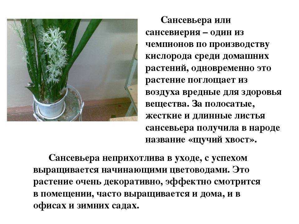 Сансевиерия – уход в домашних условиях, сорта и виды с фото, пересадка, способы размножения