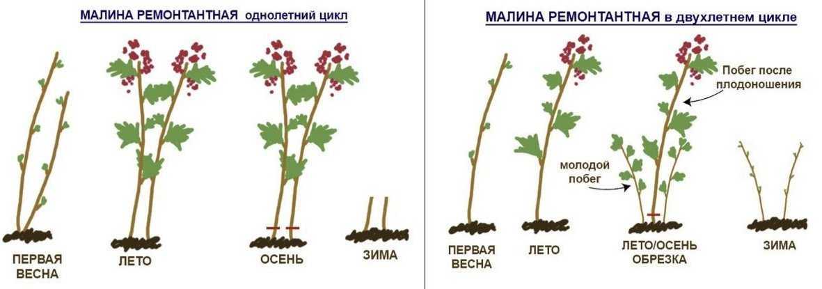Малина посадка и уход в открытом грунте: выбор сорта, как сажать, фото