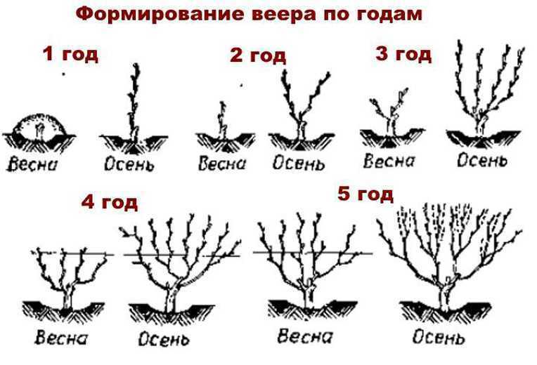Обрезка винограда осенью: как правильно обрезать, схемы