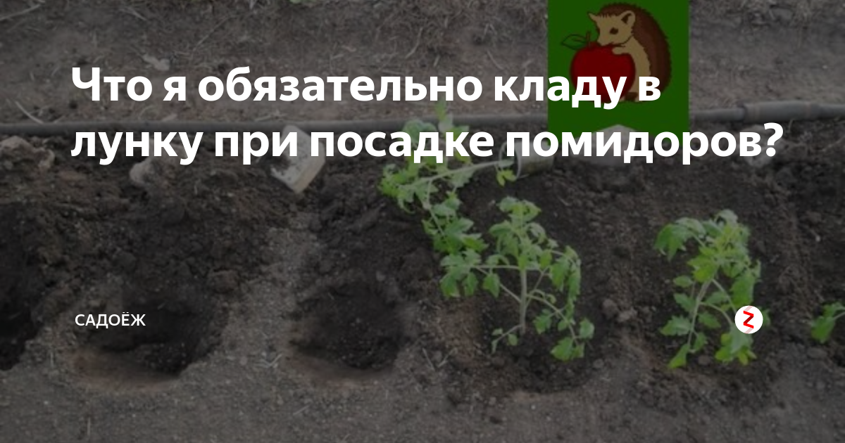 Что класть в лунку при посадке помидор в теплице