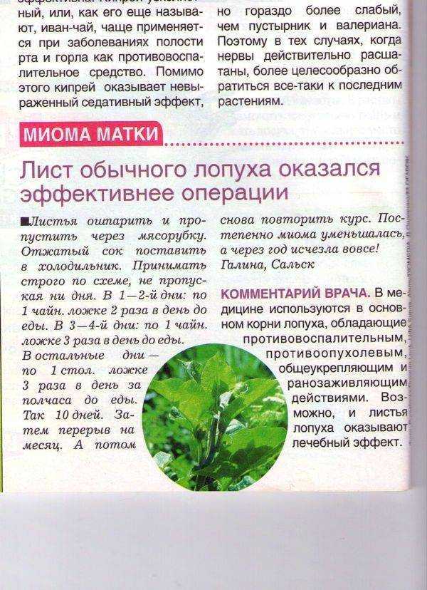 Чем полезен лопух для человека - заготовка и рецепты