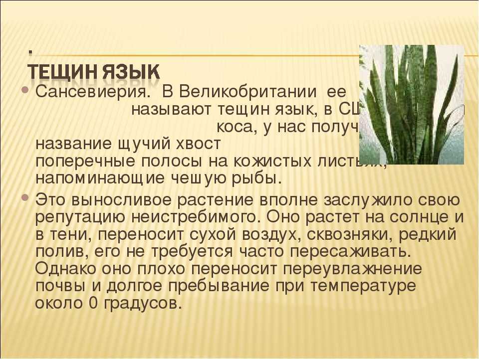 Род сансевиерия (sansevieria): описание, как выращивать, виды, фото