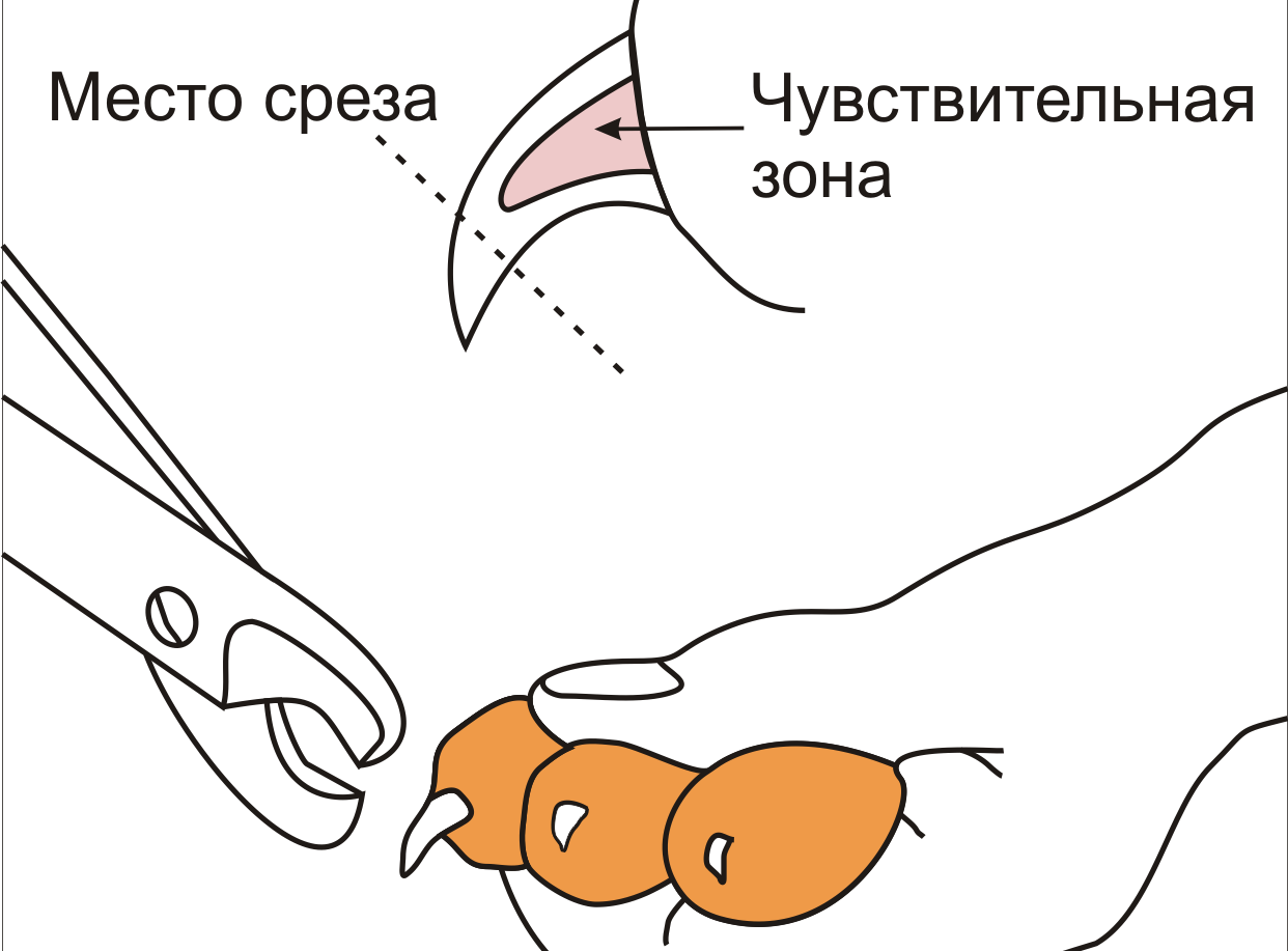 Как подстричь когти кошке, котенку правильно в домашних условиях