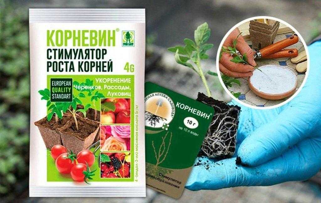 Стимуляторы корнеобразования растений