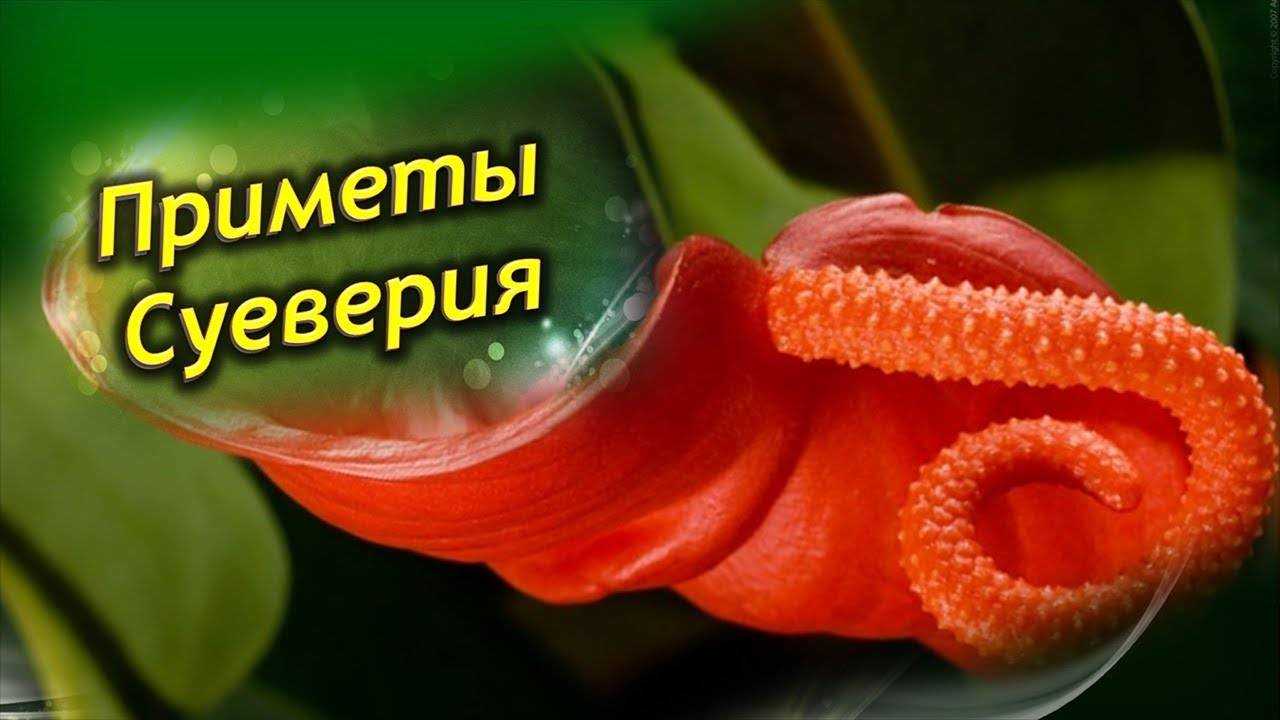 Антуриум или цветок мужское счастье: приметы и суеверия