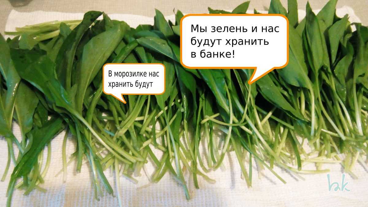 Рецепты приготовления черемши на зиму - маринованная, с салом