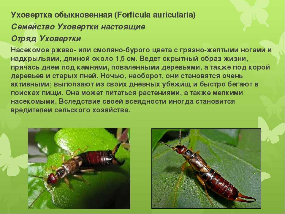 Насекомые двухвостка и уховертка: что едят и чего бояться, как размножаются, как избавиться в частном доме, в теплице, на даче, квартире
