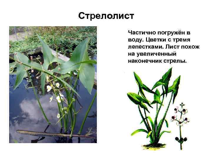 Сагиттария: характеристика видов аквариумного растения (карликовое, жестколистное, широколистное и шиловидное)