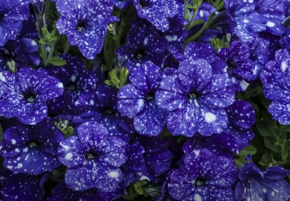- floragid