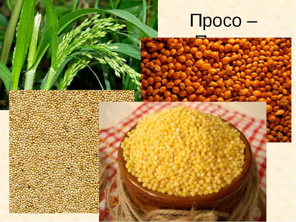Что такое пшено: чем полезна и вредна эта каша для организма человека
