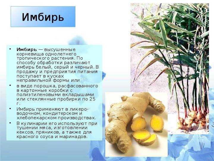 Как и сколько хранить имбирь - база данных сроков хранения
