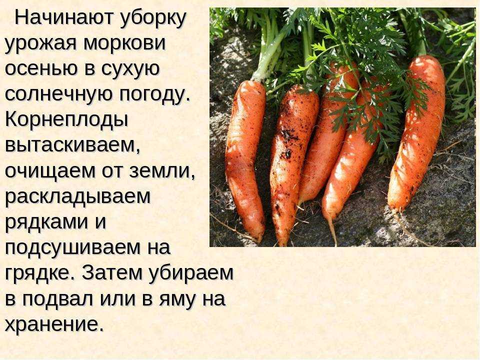 Хранения батата — условия и правила | что и как хранить