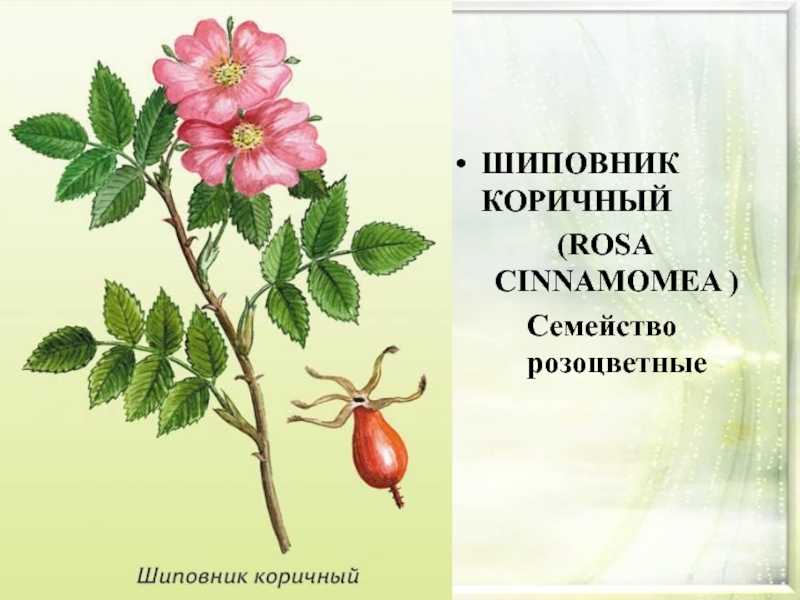 Описание шиповника внешний вид. лекарственное растение шиповник