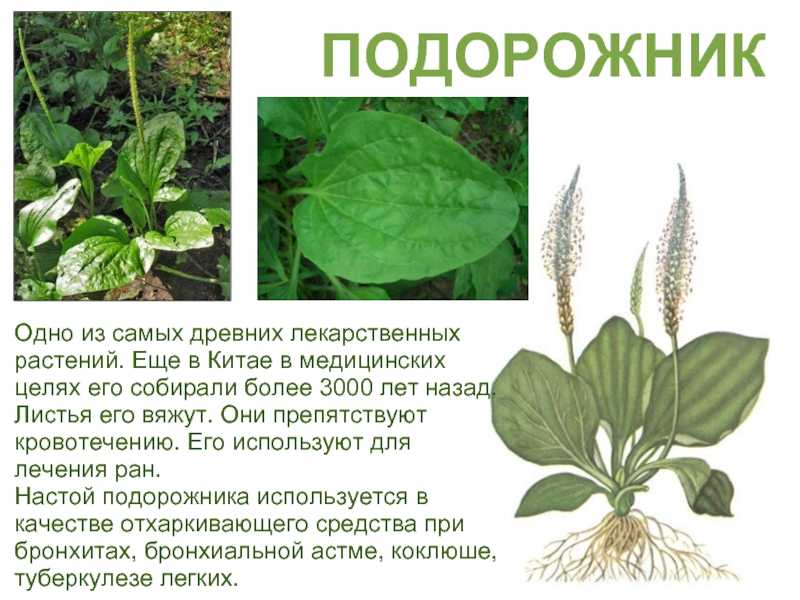 Трава подорожник - лечебные свойства и противопоказания, фото
