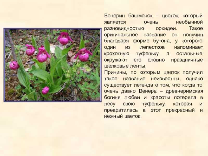 О черной траве (венерин башмачок): как выглядит, полезные свойства