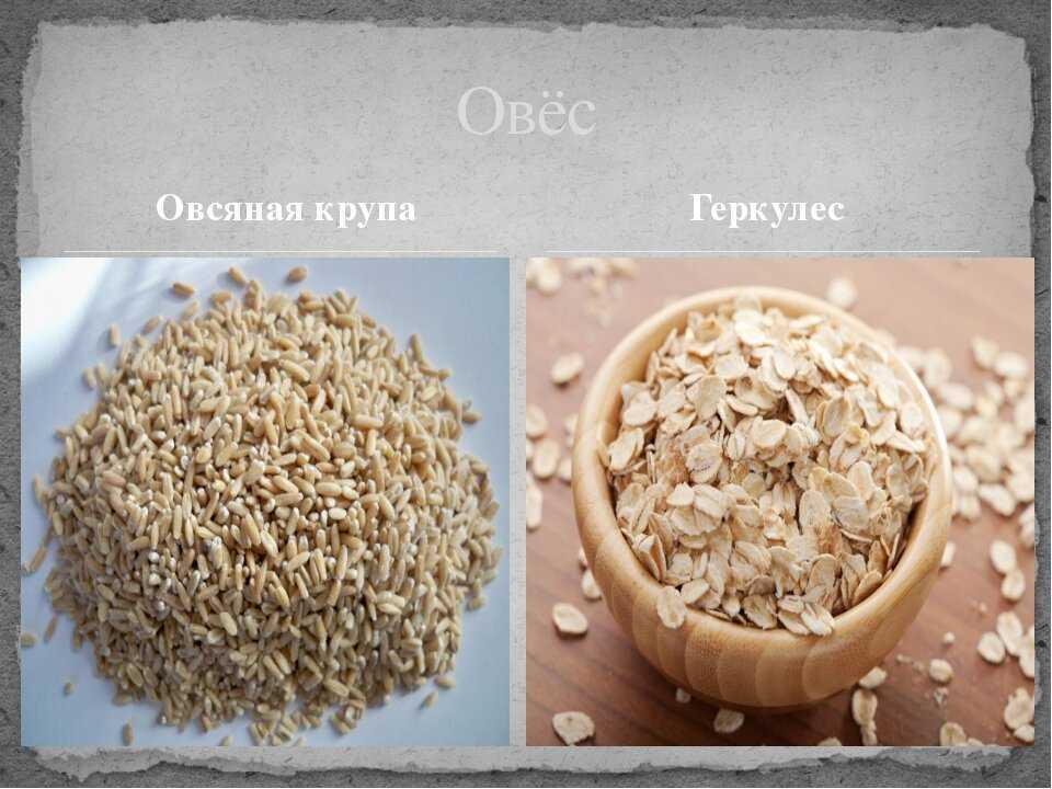 Из чего делают овсяные хлопья, как отличить их от других круп и как правильно приготовить 10 самых популярных рецептов на основе овсянки