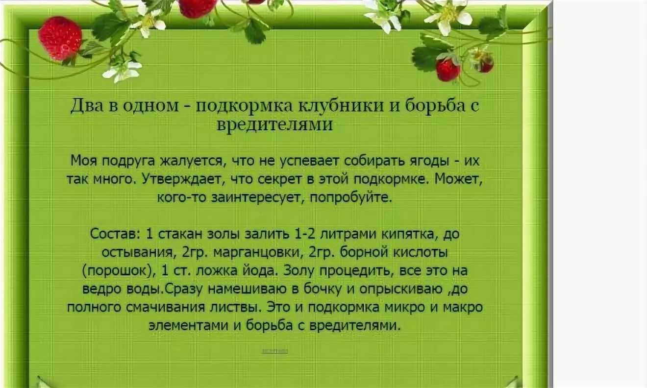 Дрожжевые подкормки для растений: какие растения подкармливать, рецепт приготовления